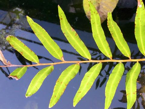 Acrostichum speciosum frond with leaflets