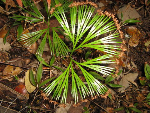Schizaea dichotoma